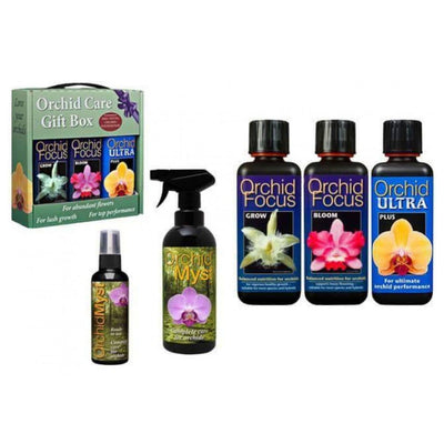 Orchid Focus